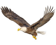 秃头鹰飞手绘画和涂色白色背景图上的颜色.
