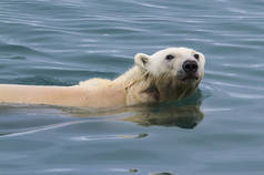 北极熊在斯瓦尔巴特的水中游泳, 寻找食物