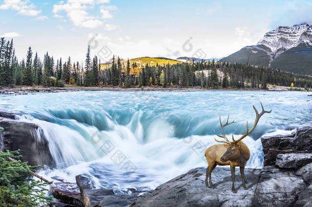 融化的山脉冰川的水供给了阿萨巴斯卡沸腾的瀑布。瀑布上的红鹿。去加拿大的碧玉公园旅行。极端生态旅游理念