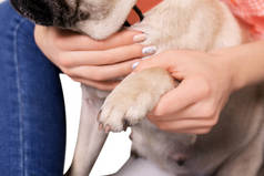 年轻女子抱着狗的爪子, 特写。宠物收养