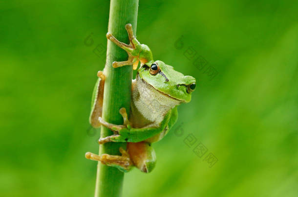 欧洲树蛙, 雨蛙 arborea, 坐在草稻草上, 有清晰的绿色背景。美丽的绿色两栖动物在自然栖息地。河边草地上的野青蛙栖息地.