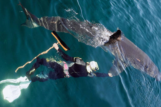 游泳者用拖把靠近大白鲨