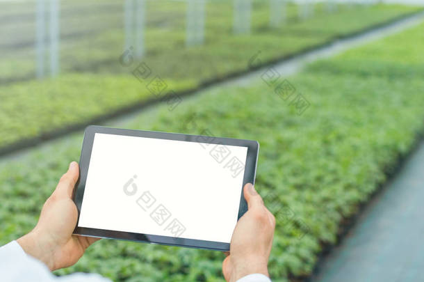 植物<strong>幼苗生长</strong>在春天.生物技术工程师手握平板电脑.