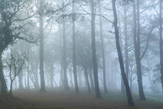 树林里的雾很大.