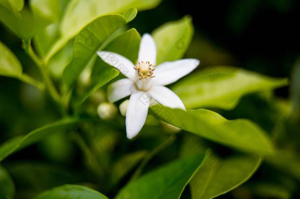 绿色明亮的橘子<strong>树</strong>叶子和橙色花罗莉与雨滴, 露水的背景。尼罗利油是一种精油, 从苦橙<strong>树</strong>的花朵产生它的香味是甜的, 蜂蜜和有点<strong>金属</strong>与绿色和辛辣的方面