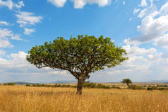 风景与没有人树在非洲