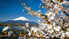 富士山白色樱花框架