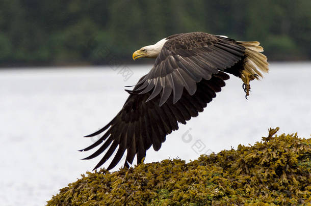 <strong>老鹰</strong>飞行在海岸, 斯基纳女王夏洛特区域区, 海达 Gwaii, 格雷厄姆海岛, 不列颠哥伦比亚省, 加拿大