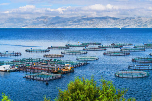 海鱼养殖场。鱼类养殖的网箱和鲈鱼。的窝