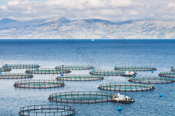 海鱼<strong>养殖场</strong>。鱼类养殖的网箱和鲈鱼。的窝
