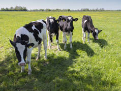 荷兰春季绿草草甸黑白荷斯坦牛