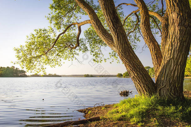 湖岸边的风景树, 在温暖的夏日傍晚。河岸边的风景与树干和晴朗的天空。自然的美丽。湖岸边的树下.