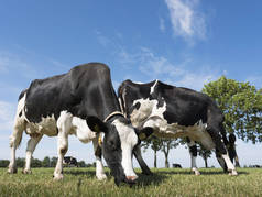 黑白相间的奶牛在草地上吃草, 背景树