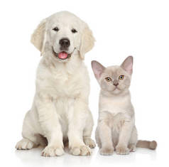 猫和狗一起在白色背景。动物主题