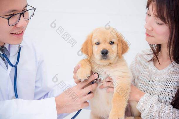 兽医用听诊器检查小金猎犬