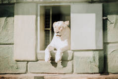 关闭在动物园休息的白母狮的看法