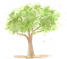 手绘水彩绿树