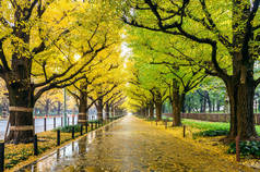 一排黄色的银杏树在秋天。日本东京秋季公园.