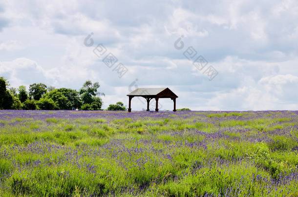 英国美丽的薰衣草田野。户外花卉概念.