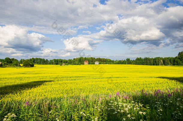 拉脱维亚一个晴朗的夏日, 在一片乌云密布的蓝天下, 有一座古老的房子, 在黄色盛开的乡间田野上尽收眼底。