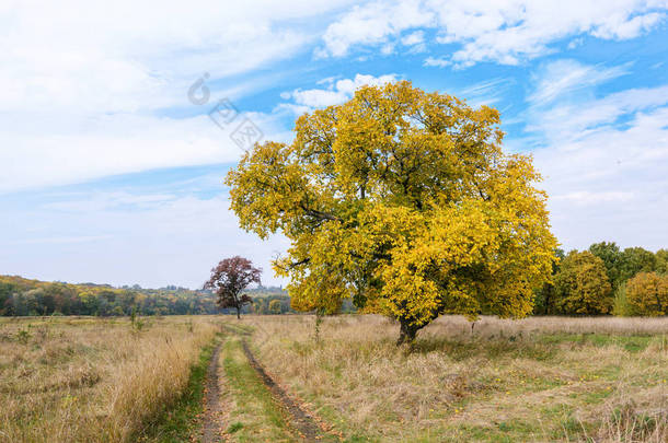 秋天用不同的颜色画树叶, 从浅黄色到深褐色。