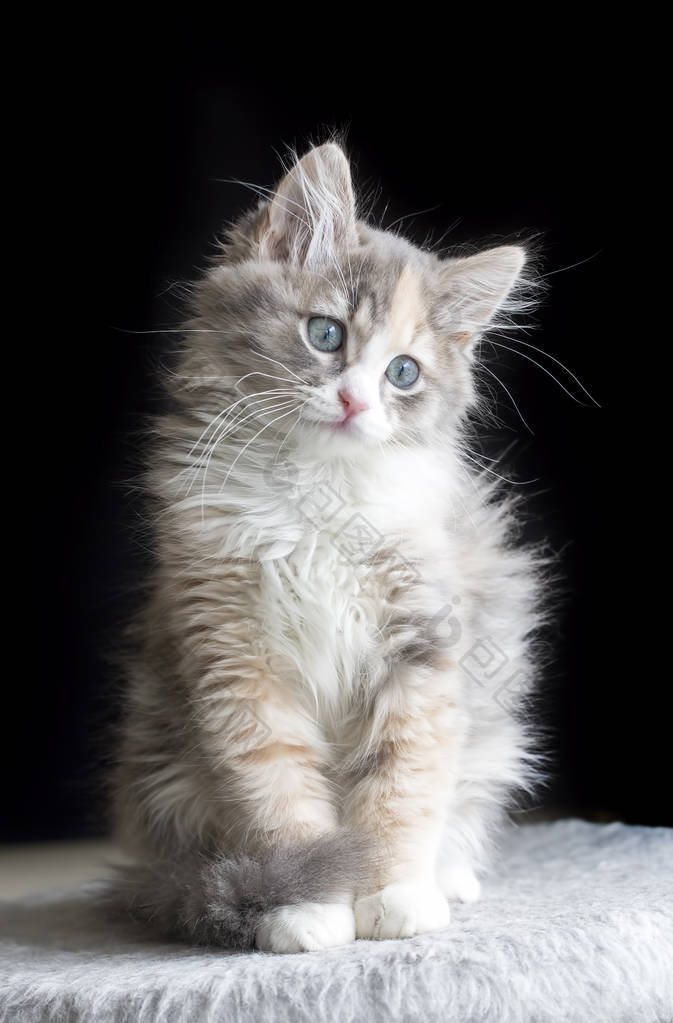 与可爱的猫咪的无缝模式可爱的猫咪水彩猫图图片-包图网企业站