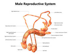 男性生殖系统与标签解剖