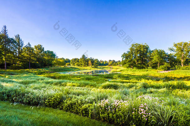 美丽的景色望着草原的湿<strong>地</strong>景观与绿色的树木和蓝天在<strong>地</strong>平线上, 绿草和野生花卉在前景附近<strong>池塘</strong>.