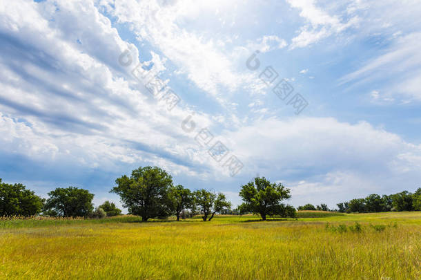 伏尔加格勒俄国草原或大草原在7月与橡木、草和云彩。俄罗斯南部炎热夏季的典型夏季景观