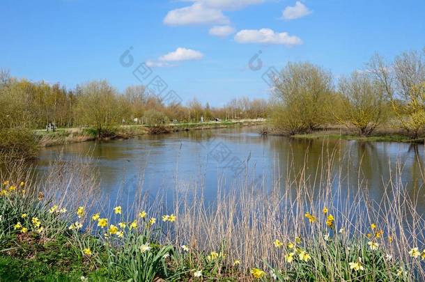 在春天, Alrewas, 斯塔福德郡, 英国, 英国, 西欧, 在国家纪念树木园的前景上, 沿着河流驯服与水仙花的景色.
