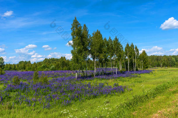 紫色开花 lupines 的田野。夏天的桦树和森林美丽的乡村风景