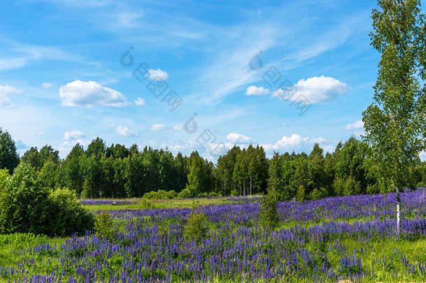 紫色开花 lupines 的<strong>田野</strong>。<strong>夏天</strong>的桦树和森林美丽的乡村<strong>风景</strong>