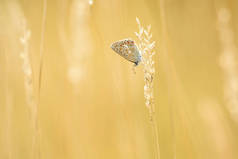常见的蓝蝶, Polyommatus 伊卡洛斯在阳光明媚的夕阳下, 在草地上休息。明亮鲜艳的颜色.