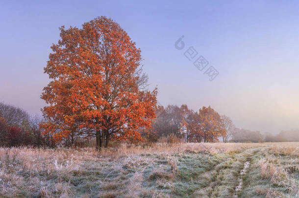 秋天的风景。惊人的秋天在11月。早晨秋天自然。冷草甸与霜在草和红色叶子在树上。多彩的秋天。晴朗的清晨, 日出时的风景自然.