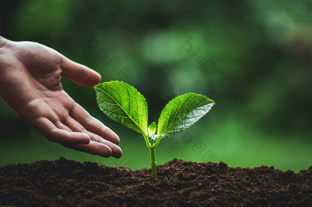 植物幼苗在自然植物树自然背景植物咖啡幼苗在自然绿色新鲜