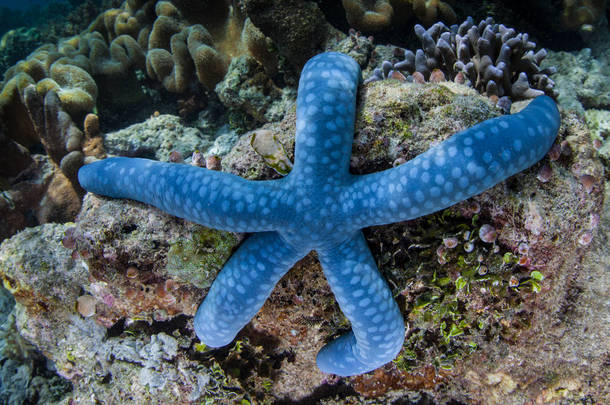 一颗蓝海星, Linkia, 紧贴在印尼 Ampat 的礁石上。这个偏远的热带地区因其令人难以置信的海洋生物多样性而被称为珊瑚三角的心脏。.
