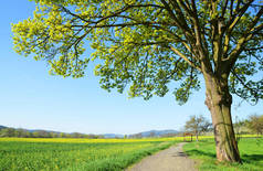 枫树在草地上。捷克共和国春季景观.