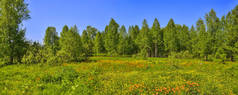 乡村景观的夏日全景, 林间空地或草地。野橙花金莲 altaicus, 毛茛科在草地上开花