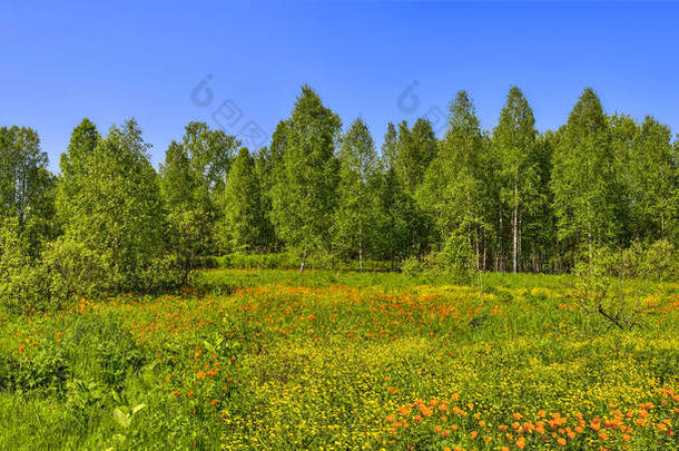 乡村景观的夏日全景, 林间空地或草地。野橙花金莲 altaicus, 毛茛科在草地上开花
