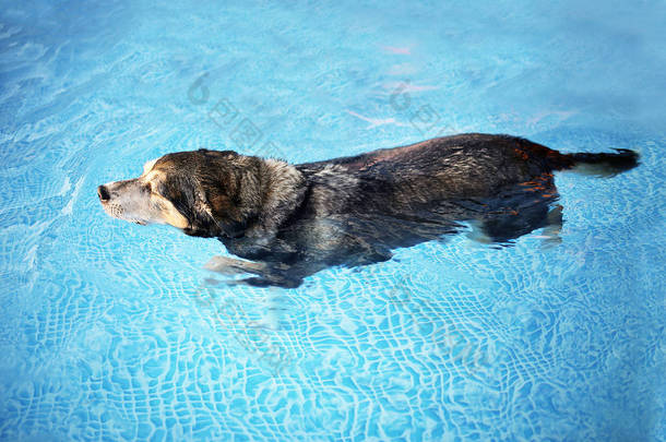 老混养狗在后院<strong>游泳</strong>池的清水中<strong>游泳锻炼</strong>和康复治疗后和 Acl 撕裂膝损伤.