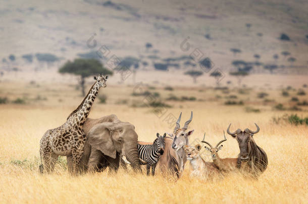 一群野生非洲野生动物狩猎动物一起在肯尼亚, 非洲的马赛马拉草原的幻想场景