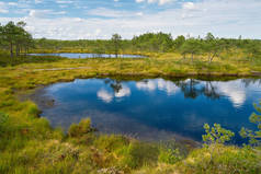 凸起的沼泽木板路。拉脱维亚 Kemeri 国家公园。夏日, 晴朗的日子