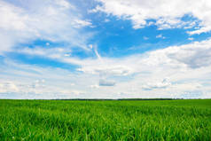 碧绿的草地和明亮的蓝天