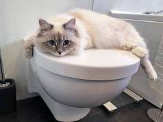 可爱的小白猫躺在卫生间的白色盖子在卫生间里