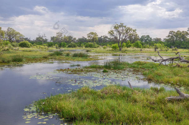 狩猎主题, 沼泽风景在河, 海岛以植被和大草原作为背景, 在博茨瓦纳