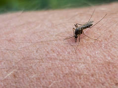 人类皮肤上的蚊子关闭.