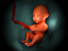 子宫中的小孩子概念蓝色梯度3d 渲染与阴影