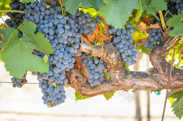 与葱郁的葡萄园，<strong>熟了</strong>红酒的葡萄在葡萄藤上准备收获.