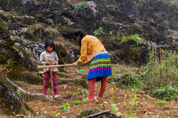 哈里江, 越南-2018年3月18日: 在越南北部山区从事农业工作的苗族少数民族儿童。童工在东南亚很常见