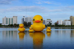 公园里漂浮着黄色鸭子的家庭